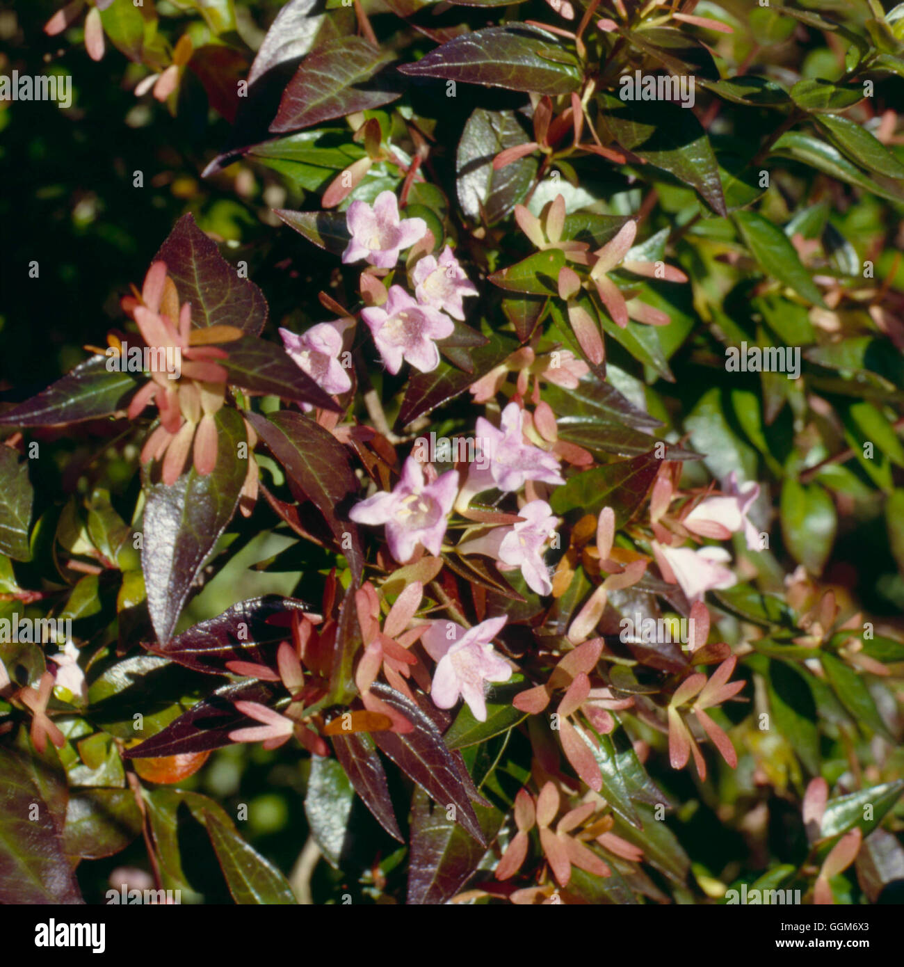 Abelia - `Edward Goucher'   TRS010981 Stock Photo